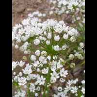 Ail cilie, Allium subhirsutum (fam Liliacees) (rg mediterraneennes) (3)